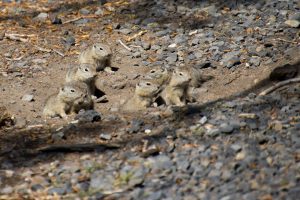 Ground squirrel babies