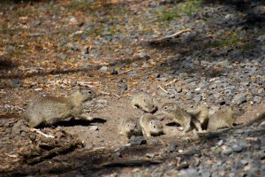 Momma and her babies