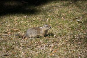 Momma squirrel