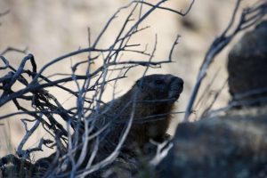 Marmot