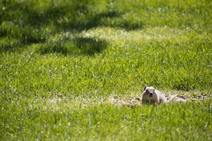 Ground squirrel