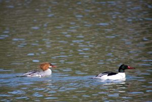 Ducks