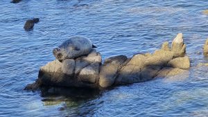 Fat Seal