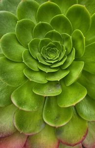 Plant patterns in the Carmel Art Association garden