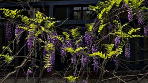 Glowing leaves in Carmel