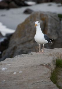 Seagull