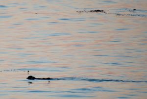 Otter in the pink water