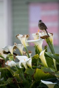 Flowers and bird