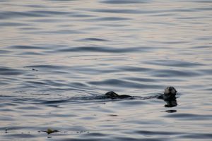 Otter!