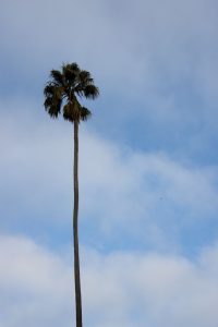 Tall Palm