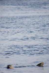 Sea lion