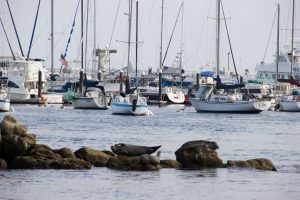 Sea lions and boats