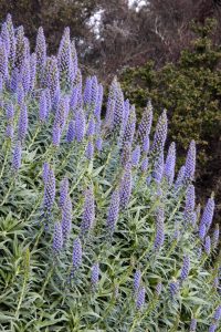 Purple flowers