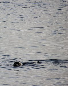 Sea lion