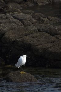 Egret