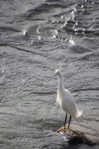 White bird