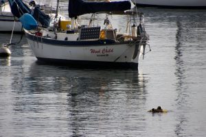 Sea otter