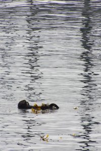 Otter close up