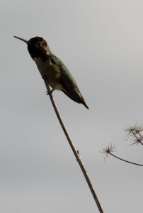 Hummingbird