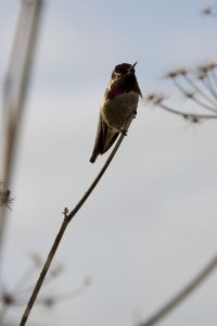 Hummingbird