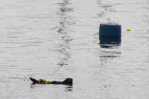Sea otter