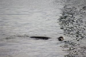 Sea lion