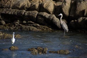Egret and Heron