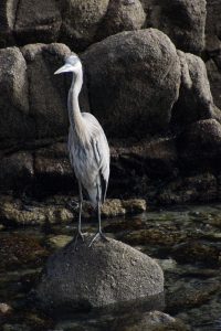Big Heron