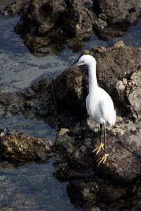Egret