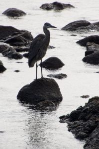 Heron