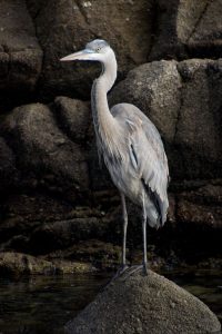 Heron