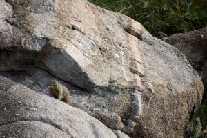 Squirrel!