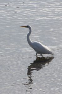 Looking for fish