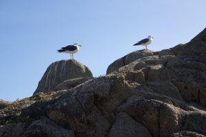 Sea gulls
