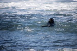 Otter in the waves