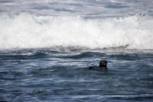 Otter in the waves