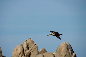 Pelican