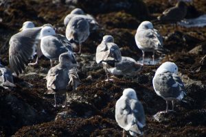 Seagulls