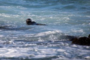 Otter in the waves