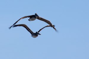 Pelicans in flight