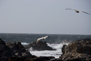 Pelicans