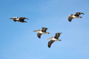 Pelican formation