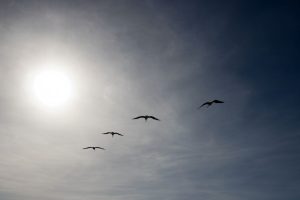 Pelicans head off into the sunset