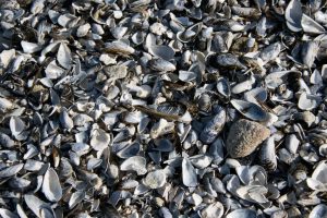 Shells