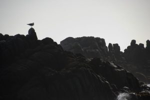 Seagull