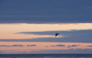 Seagull at sunset