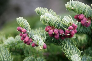 _mg_3347a